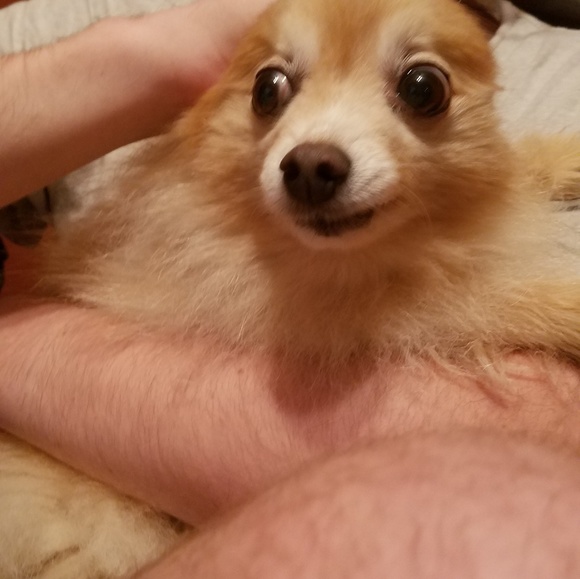 Meet your Posher, Nicole - Picture 1 of 1